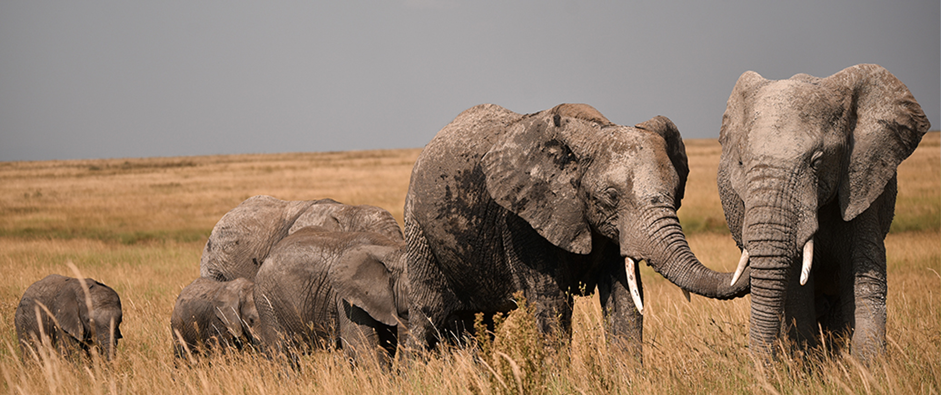 3 Days Tanzania Classic Safari